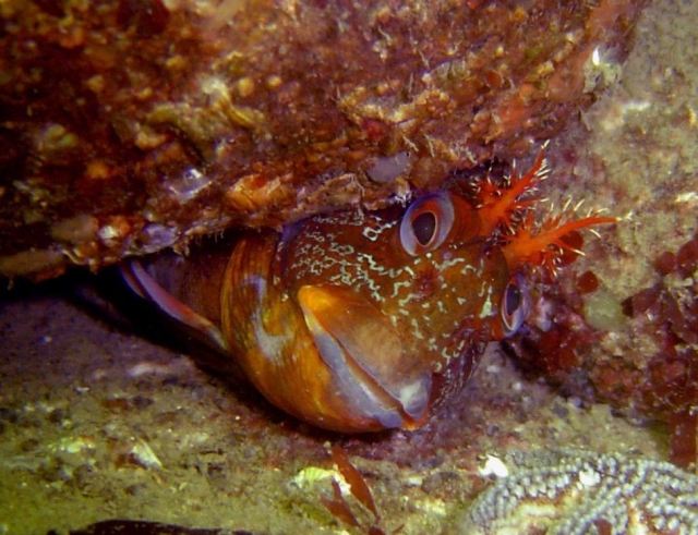 Descubriendo la fauna y la flora submarina 